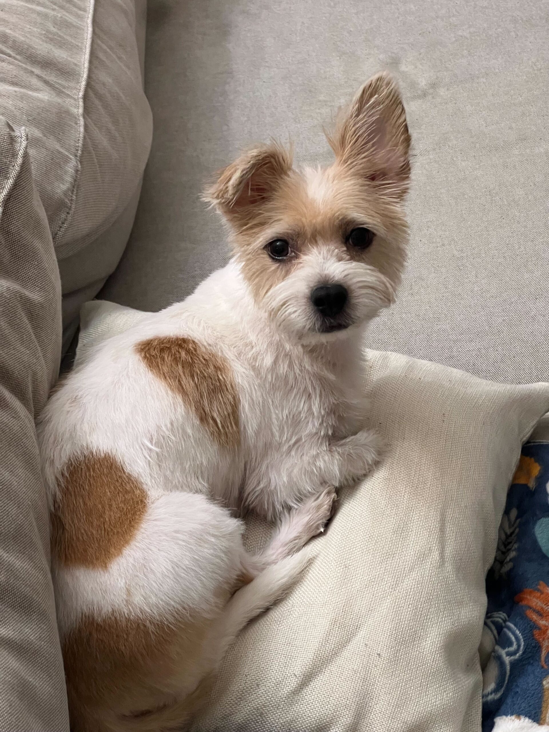 Image from iOS-1